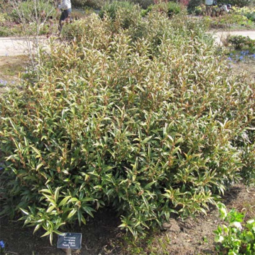 Sarcococca hookeriana var. digyna Purple Stem (Kasvutapa)