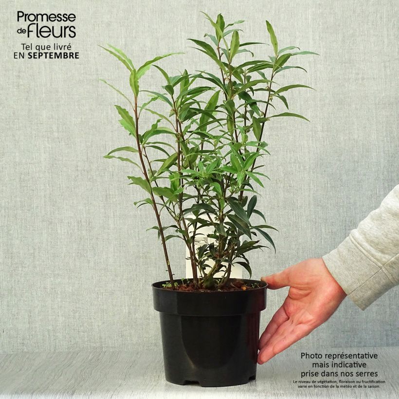 Esimerkki syksyllä toimitetusta Sarcococca hookeriana var. digyna Purple Stem 2 litran/3 litran ruukku-taimesta