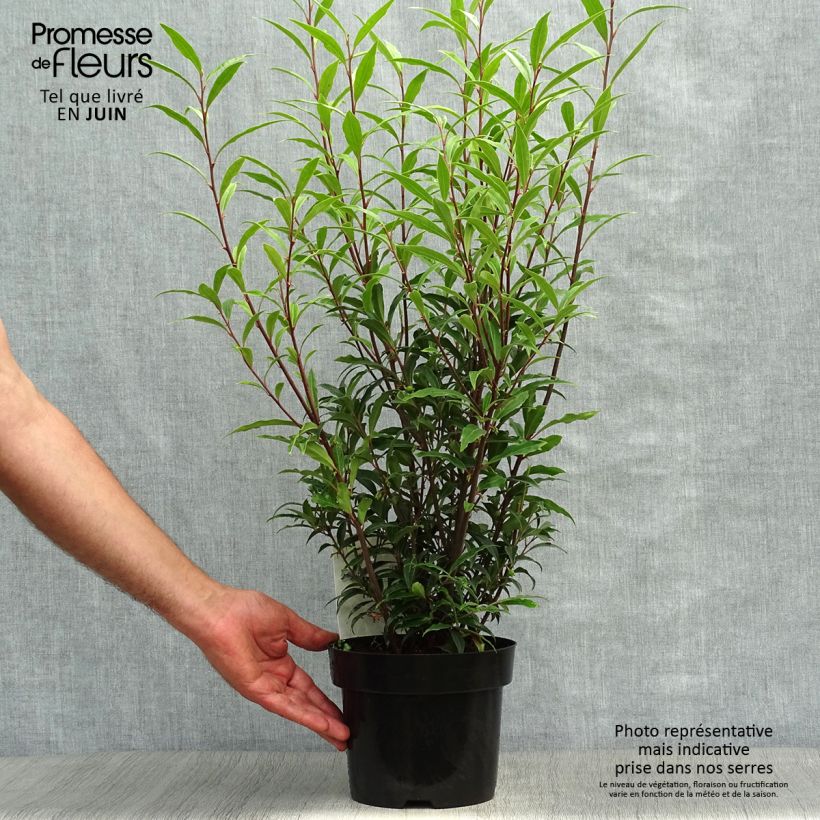 Esimerkki kesällä toimitetusta Sarcococca hookeriana var. digyna Purple Stem Pot de 2L/3L-taimesta