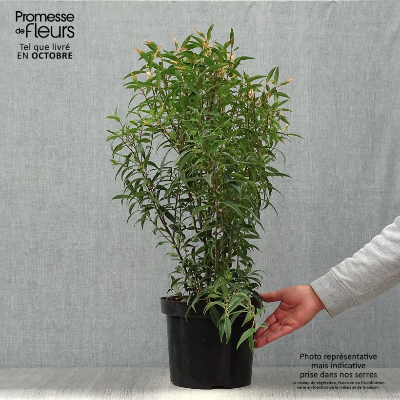 Esimerkki syksyllä toimitetusta Sarcococca hookeriana var. digyna Purple Stem 7,5 litran / 10 litran ruukku-taimesta