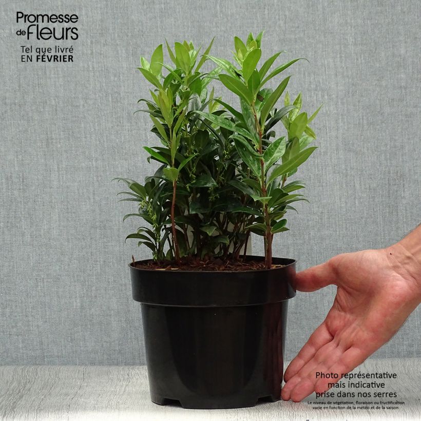 Esimerkki syksyllä toimitetusta Sarcococca hookeriana var. humilis 2 litran/3 litran ruukku-taimesta