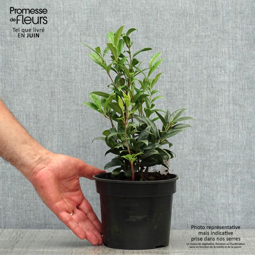 Esimerkki kesällä toimitetusta Sarcococca hookeriana var. humilis Ruukku 2L / 3L-taimesta