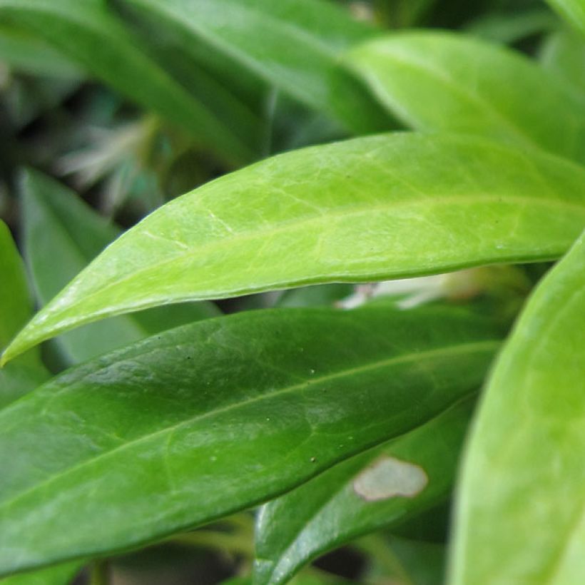 Sarcococca hookeriana var. humilis (Lehvistö)
