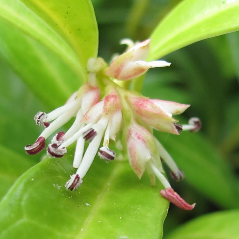 Sarcococca hookeriana var. humilis (Kukinta)