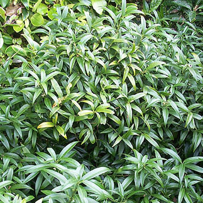 Sarcococca hookeriana var. humilis (Kasvutapa)