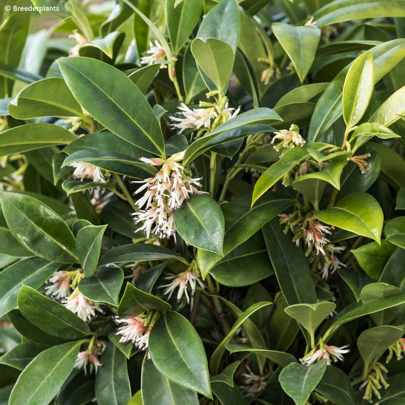 Sarcococca hookeriana var. humilis Fragrant Mountain (Lehvistö)