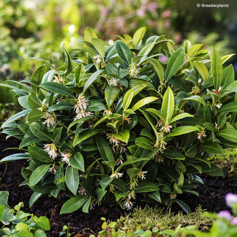 Sarcococca hookeriana var. humilis Fragrant Mountain (Kasvutapa)