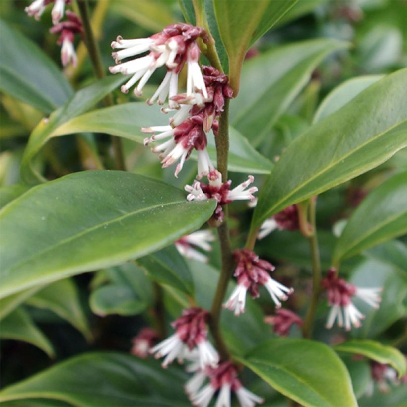 Sarcococca orientalis (Lehvistö)