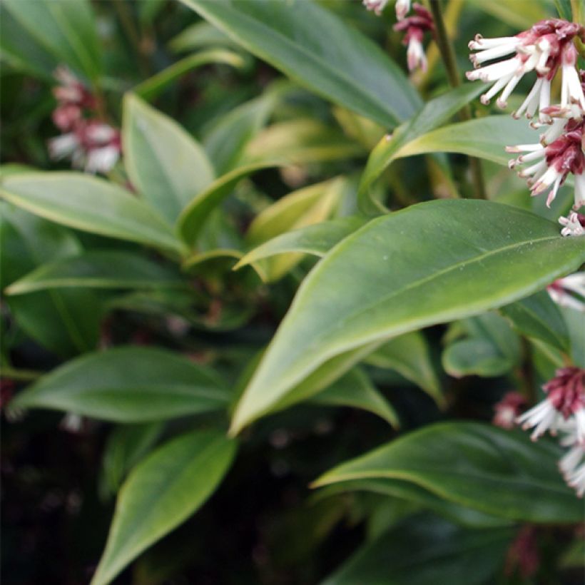 Sarcococca orientalis (Kukinta)