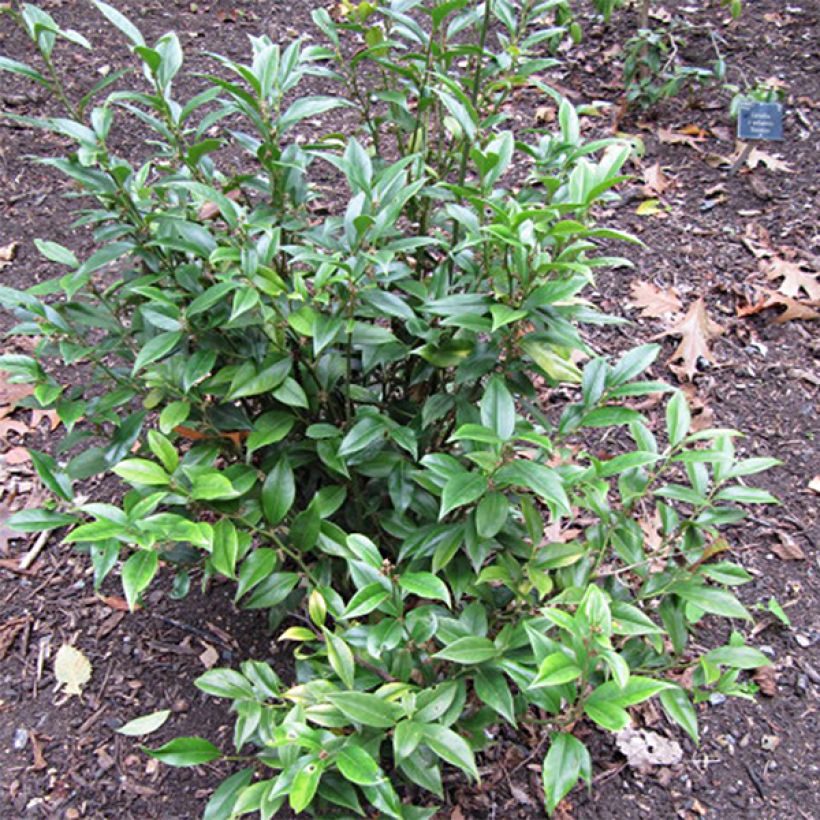 Sarcococca orientalis (Kasvutapa)