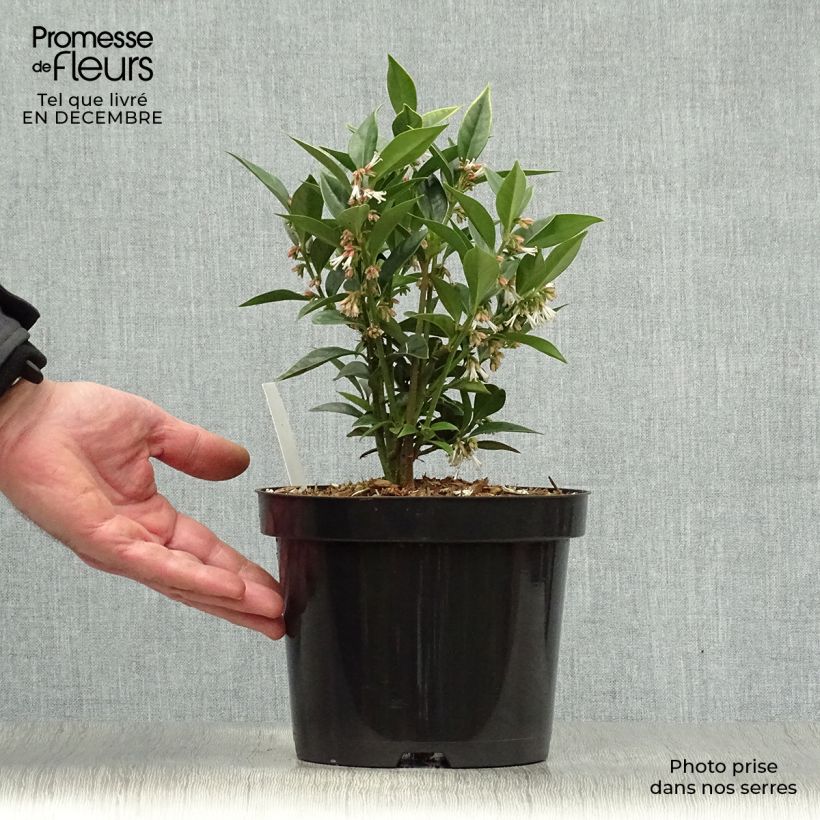 Esimerkki talvella toimitetusta Sarcococca orientalis 2 litran/3 litran ruukku-taimesta