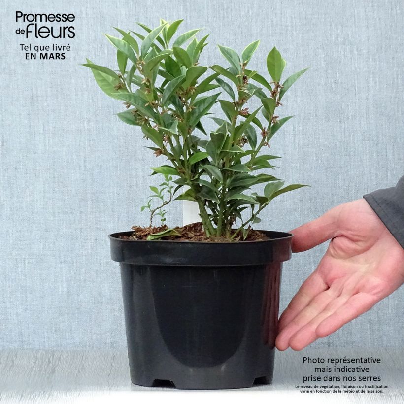 Esimerkki keväällä toimitetusta Sarcococca orientalis Pot de 2L/3L-taimesta