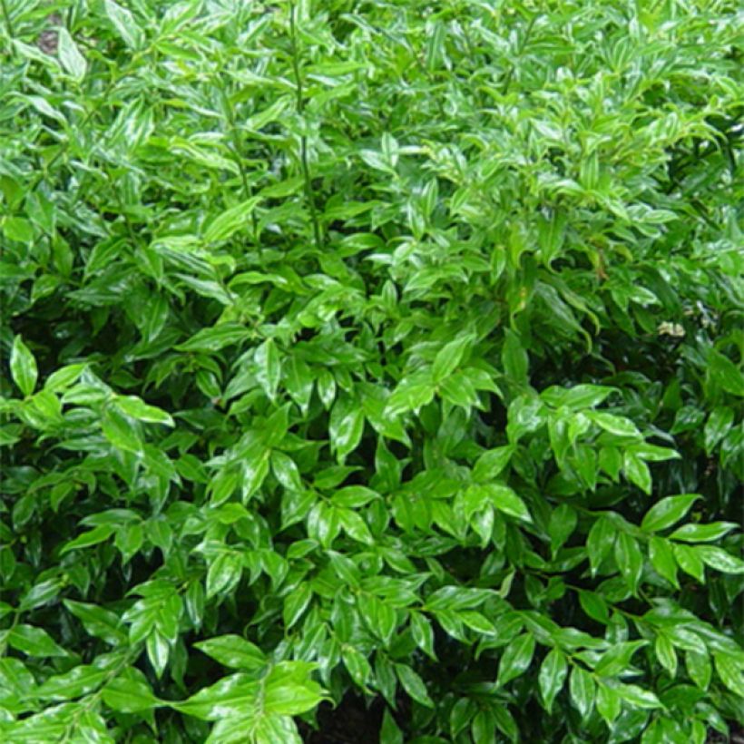 Sarcococca ruscifolia (Lehvistö)
