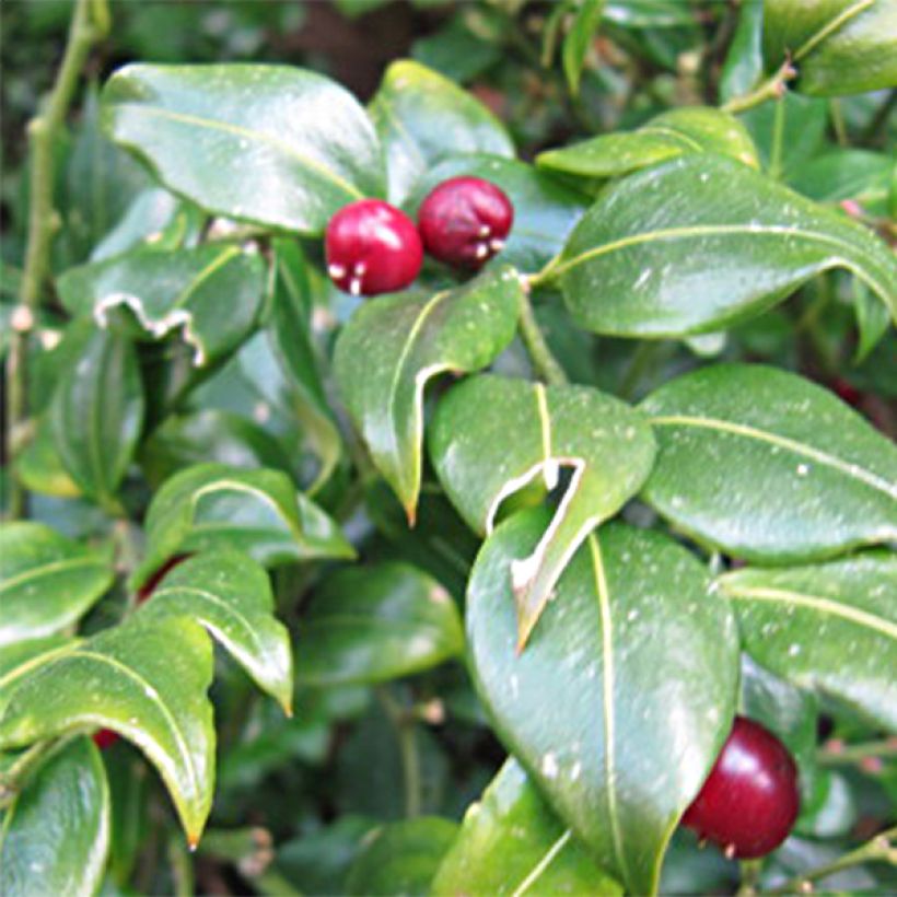 Sarcococca ruscifolia (Kukinta)