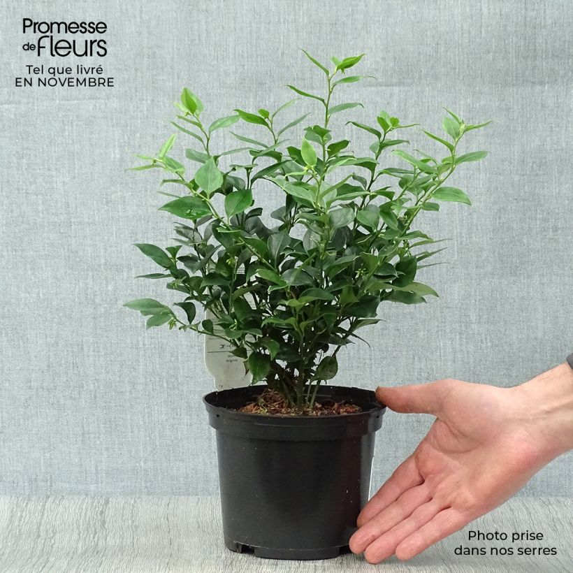 Esimerkki syksyllä toimitetusta Sarcococca ruscifolia 2 litran/3 litran ruukku-taimesta