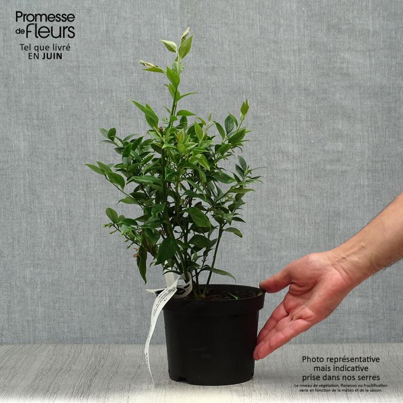 Esimerkki kesällä toimitetusta Sarcococca ruscifolia Pot de 2L/3L-taimesta