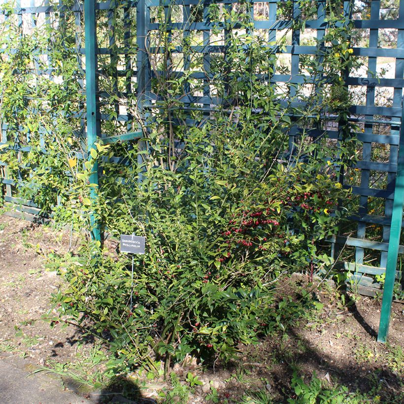 Sarcococca ruscifolia (Kasvutapa)