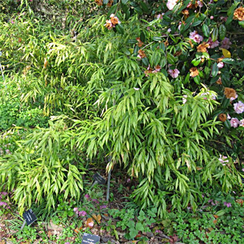 Sarcococca saligna (Lehvistö)