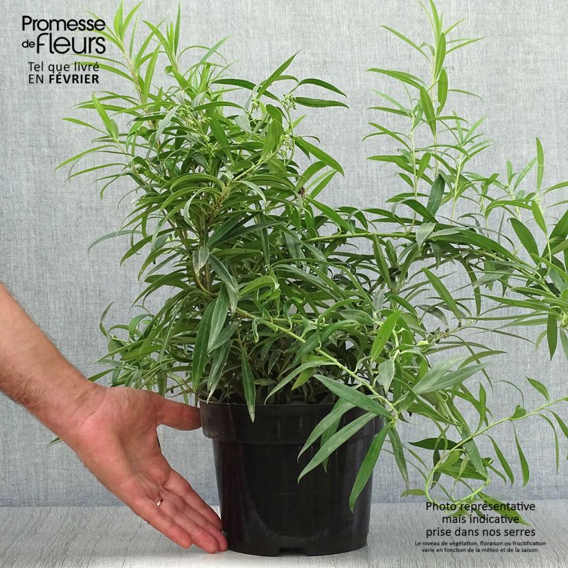 Esimerkki syksyllä toimitetusta Sarcococca saligna 2 litran/3 litran ruukku-taimesta