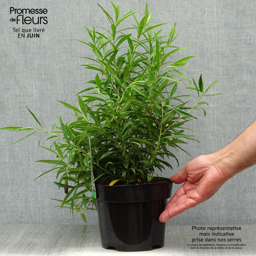 Esimerkki kesällä toimitetusta Sarcococca saligna Ruukku 2L / 3L-taimesta