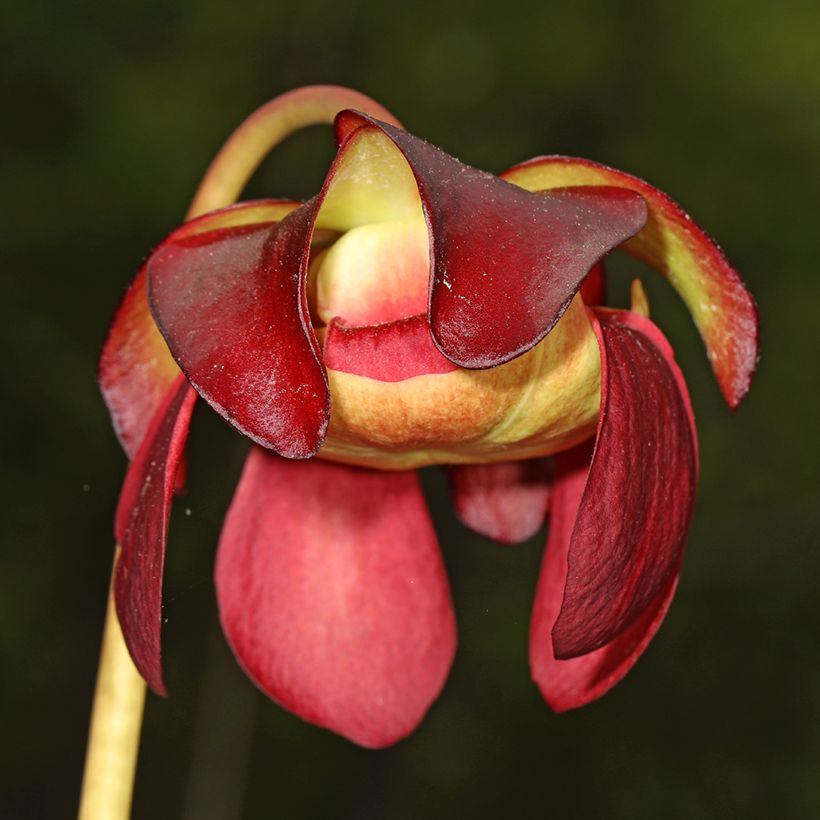Purppuratötterö - Sarracenia purpurea subsp. venosa (Kukinta)