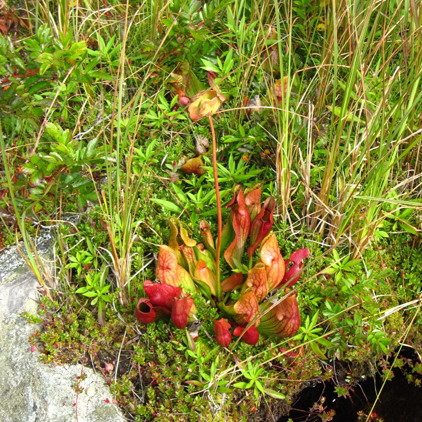 Purppuratötterö - Sarracenia purpurea subsp. venosa (Kasvutapa)