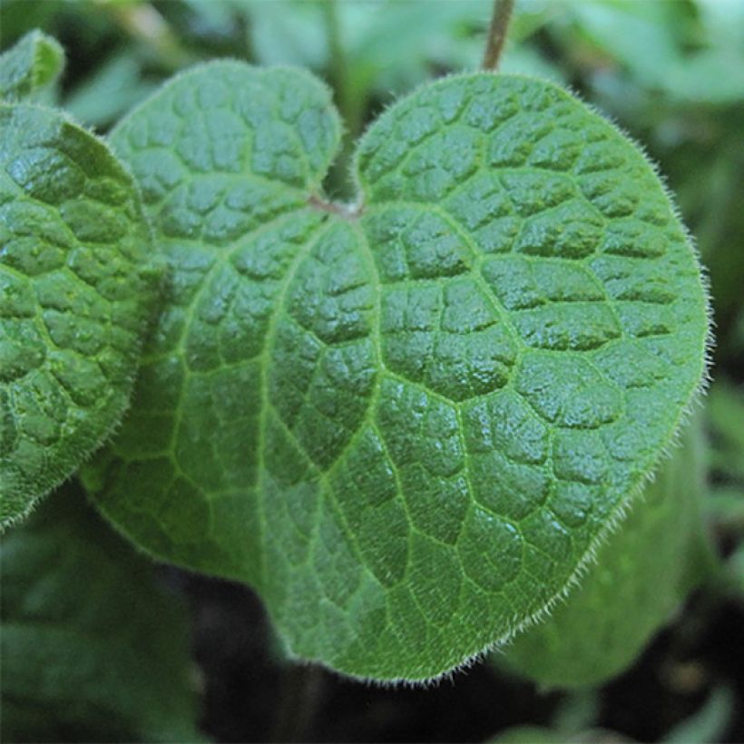 Saruma henryi (Lehvistö)