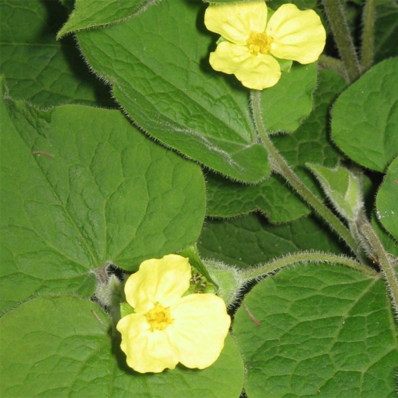 Saruma henryi (Kukinta)