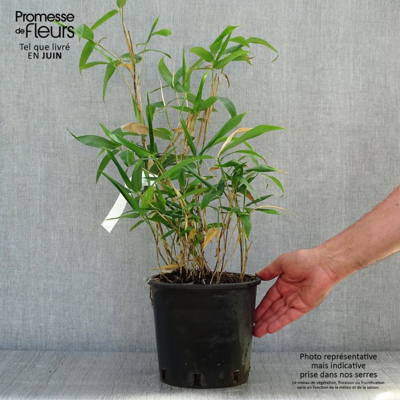 Esimerkki kesällä toimitetusta Kuriiliensasabambu - Sasa kurilensis Pot de 2L/3L-taimesta