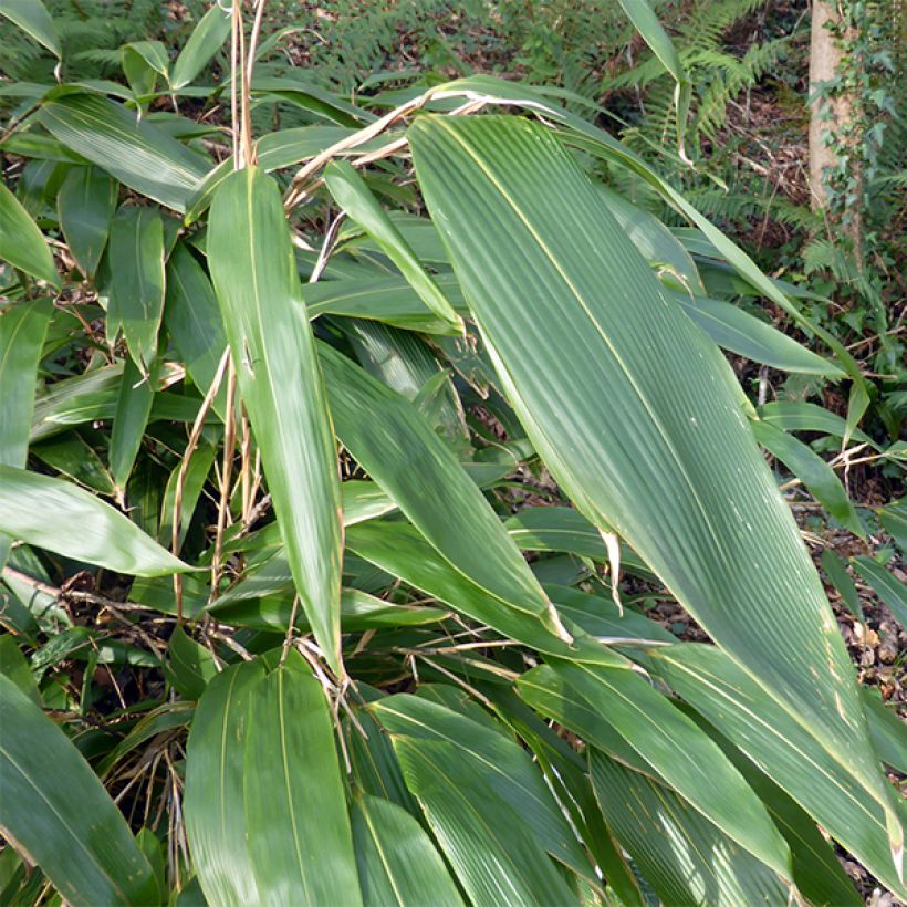 Bambu - Sasa tessellata (Lehvistö)