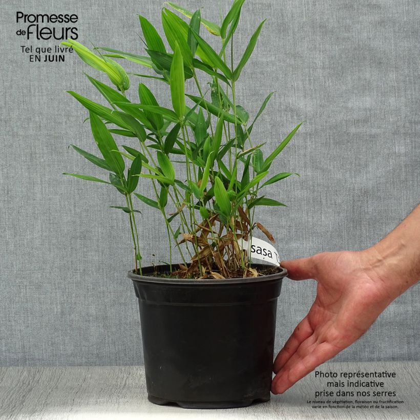 Esimerkki kesällä toimitetusta Bambu - Sasa tsuboiana Pot de 2L/3L-taimesta