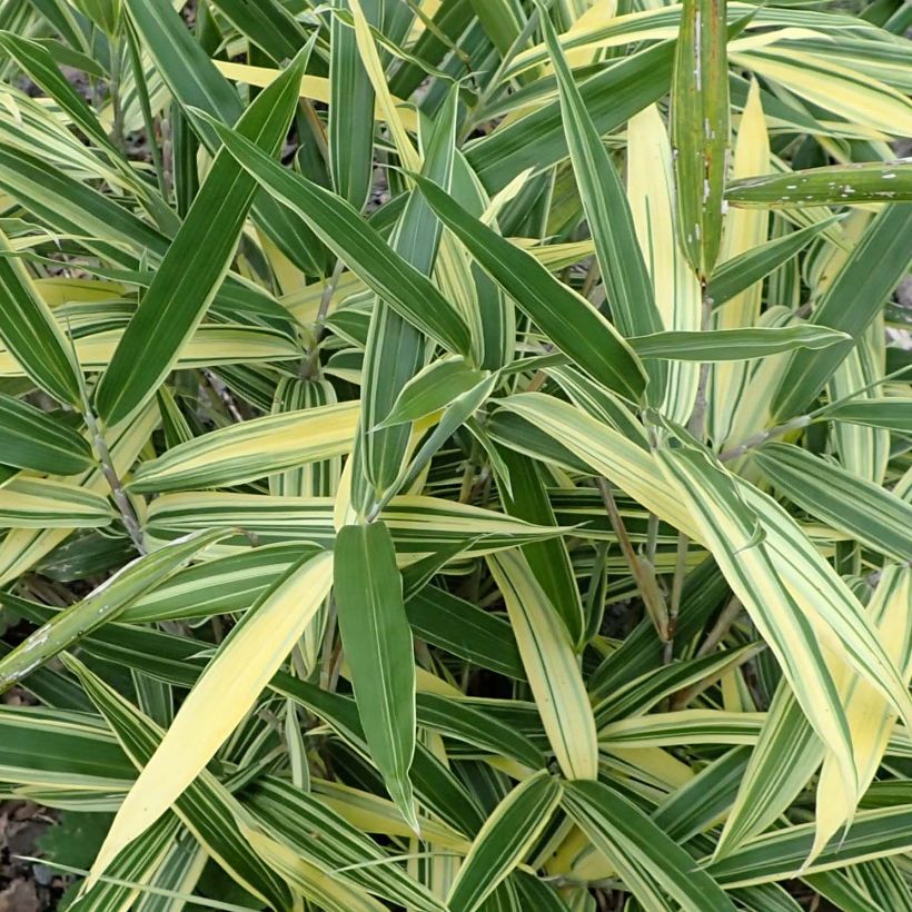 Bambu Albostriata (Lehvistö)