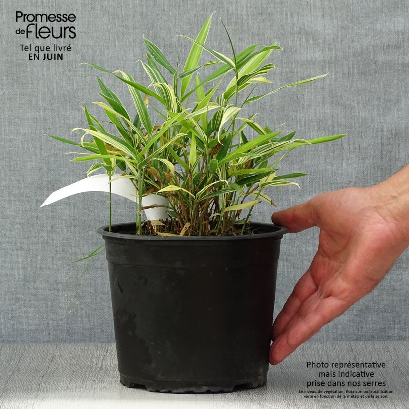 Esimerkki kesällä toimitetusta Bambu Albostriata Pot de 2L/3L-taimesta