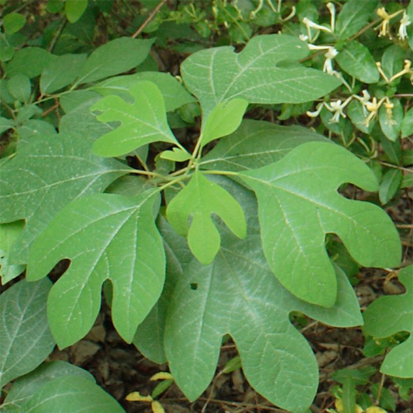 Sassafras albidum (Lehvistö)