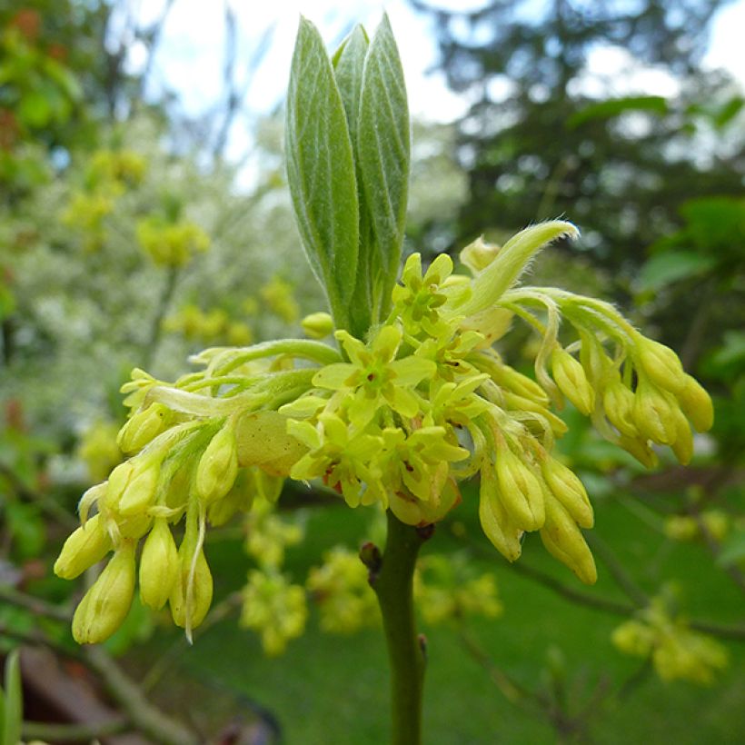 Sassafras albidum (Kukinta)