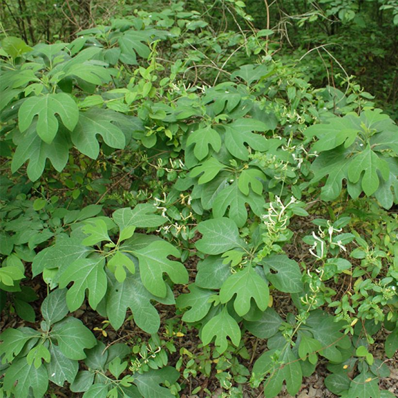 Sassafras albidum (Kasvutapa)