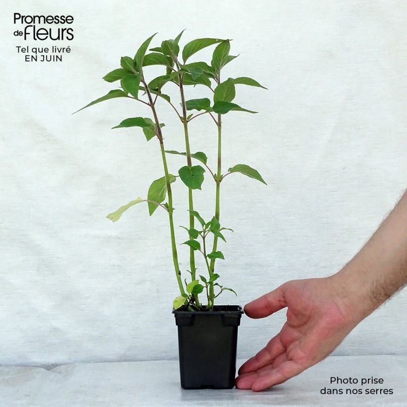 Esimerkki kesällä toimitetusta Ananassalvia Ananas Godet de 7/8 cm-taimesta