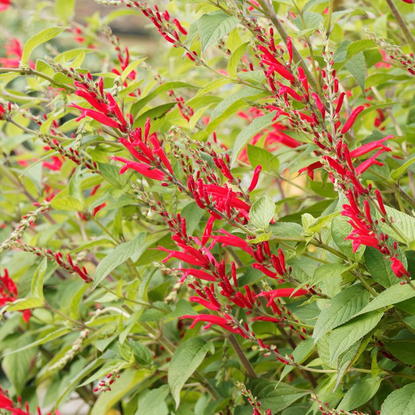 Ananassalvia Ananas (Kukinta)