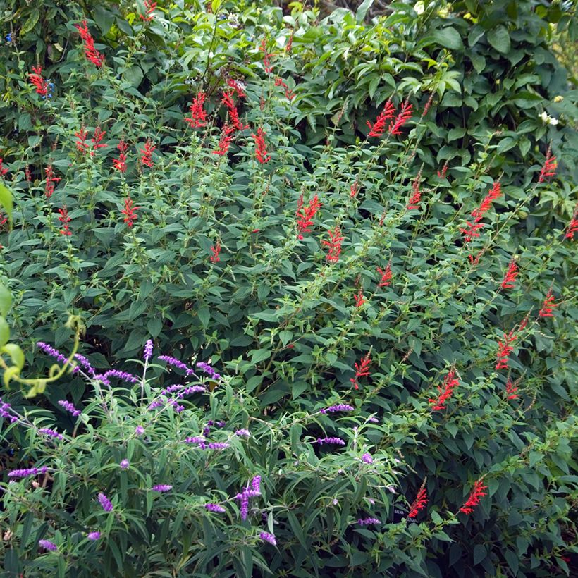 Ananassalvia Ananas (Kasvutapa)