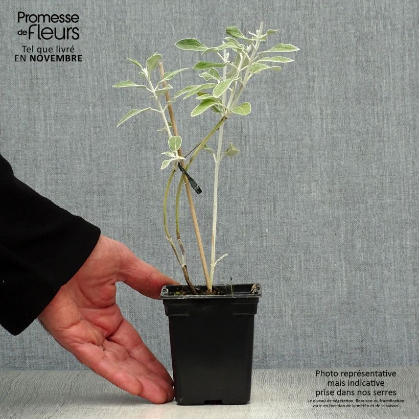 Esimerkki syksyllä toimitetusta Keijunsalvia - Salvia discolor 7/8 cm taimiruukku-taimesta