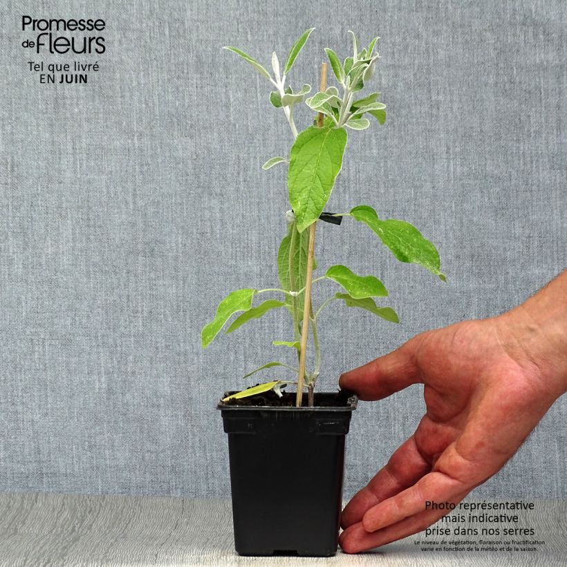 Esimerkki kesällä toimitetusta Keijunsalvia - Salvia discolor Godet de 7/8 cm-taimesta