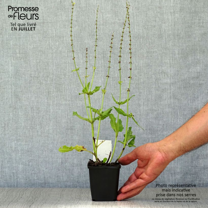 Esimerkki kesällä toimitetusta Lehtosalvia Colorspires Crystal Blue Godet de 8/9 cm-taimesta