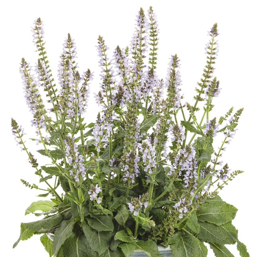 Lehtosalvia Colorspires Crystal Blue (Kasvutapa)
