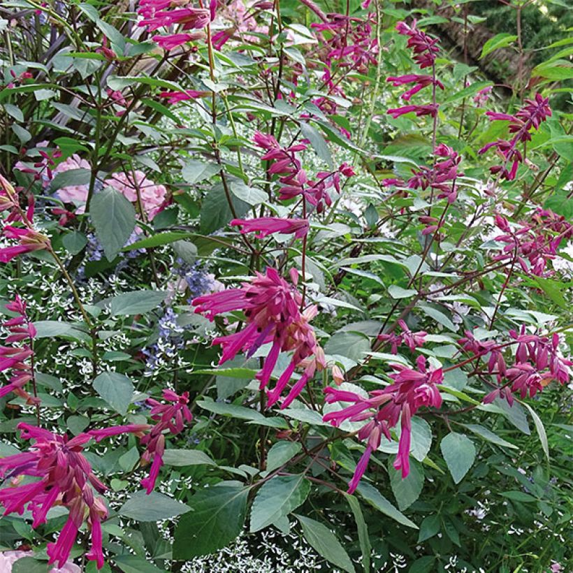 Keijunsalvia Love and Wishes (Kasvutapa)