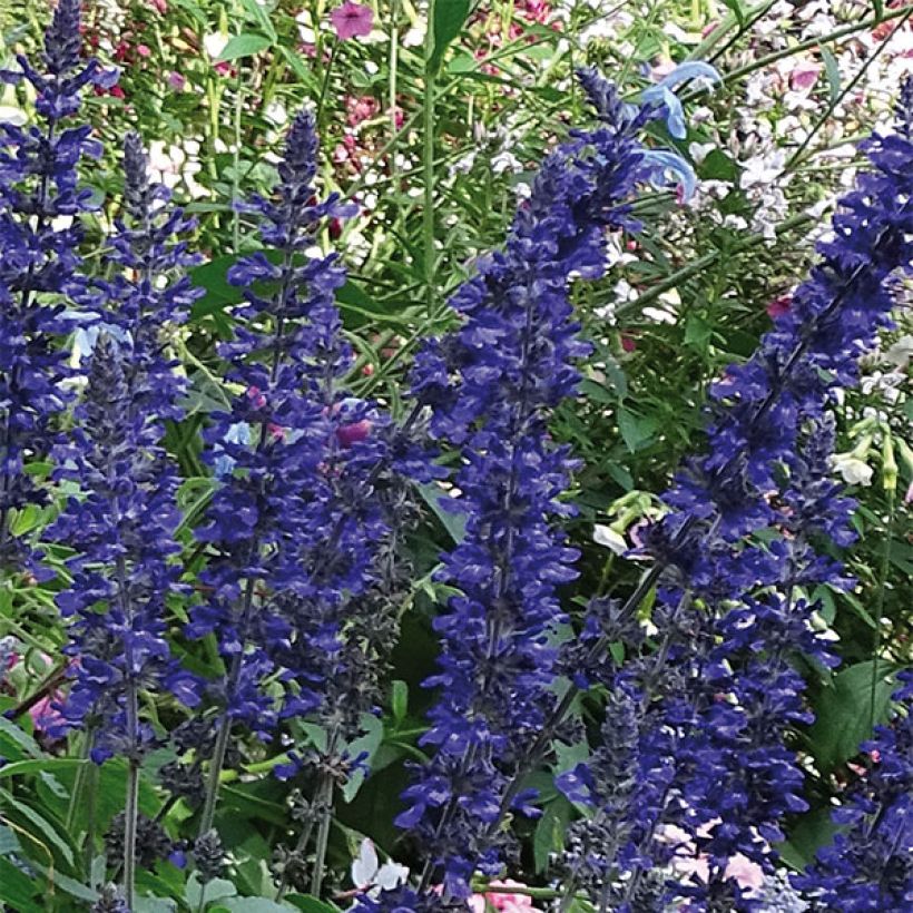 Härmesalvia Big Blue (Kukinta)