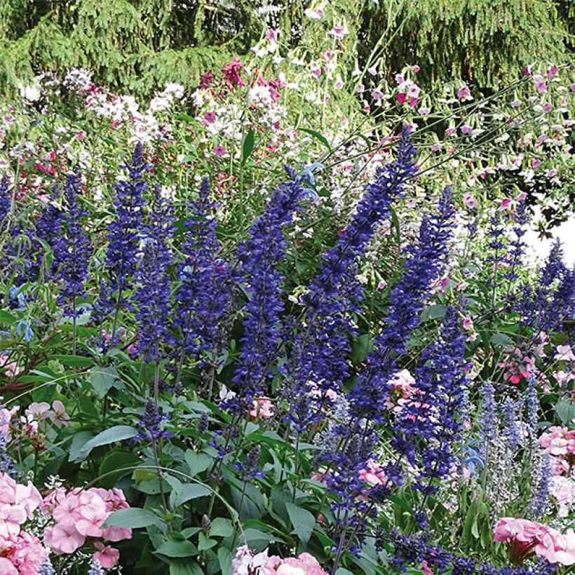 Härmesalvia Big Blue (Kasvutapa)