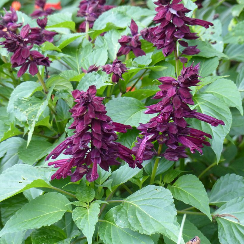 Tulisalvia Gogo Purple (Kukinta)