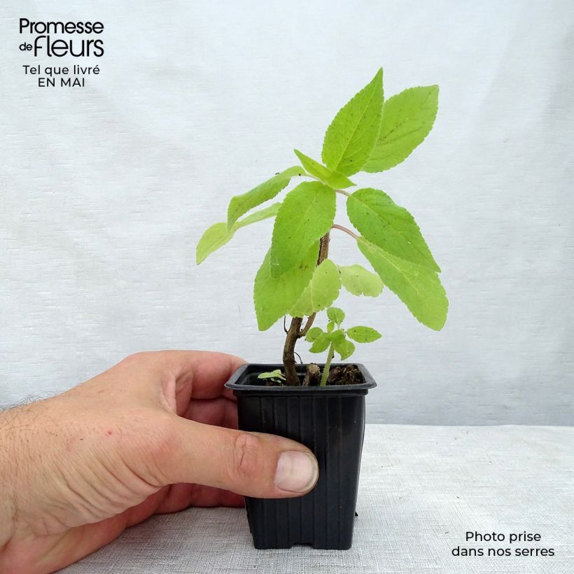 Example of Ananassalvia Golden Delicious Godet de 7/8 cm as you get in printemps