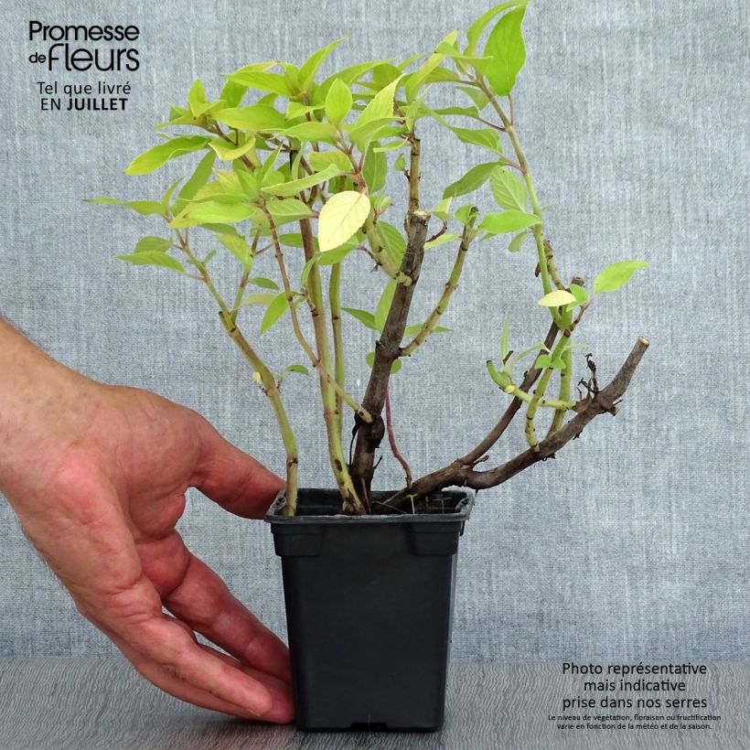Esimerkki kesällä toimitetusta Ananassalvia Golden Delicious Taimiruukku 7/8 cm-taimesta