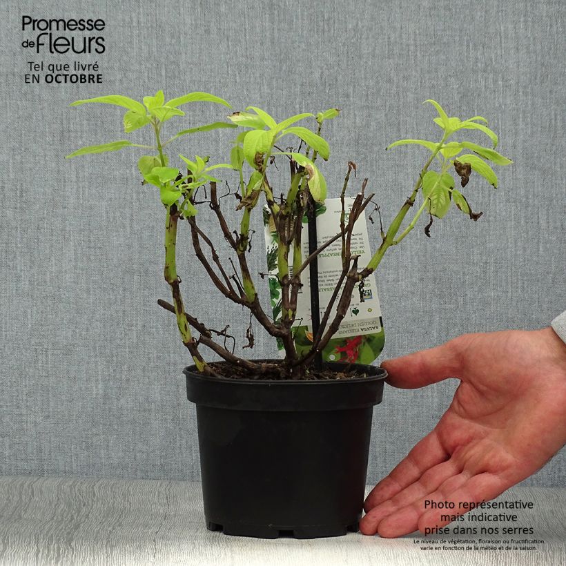 Esimerkki syksyllä toimitetusta Ananassalvia Golden Delicious 1,5 litran / 2 litran kannu-taimesta